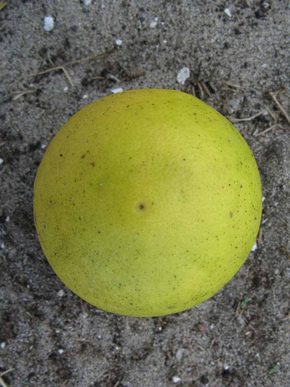              Fruit (Winter Haven, FL)       